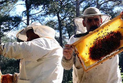 Türkiye’nin bal ihracatı 4 yılda katlandı