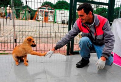 Yıldırım Belediyesi bin 255 hayvanı tedavi etti