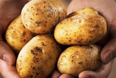 Patates fiyatlarında önemli düşüş