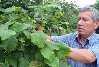 ‘Fındık fiyatını üretici belirleyecek’