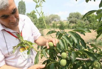 Yenişehir’de meyveye yöneliş