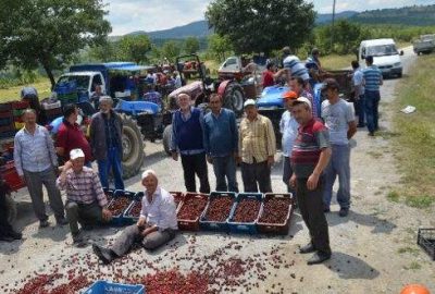 İhracat yapamayan kiraz üreticileri yol kapattı