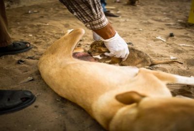 Köpek, yavru aslana ‘annelik’ yapıyor