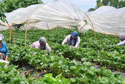 Türkiye’nin çileği Bursa’dan