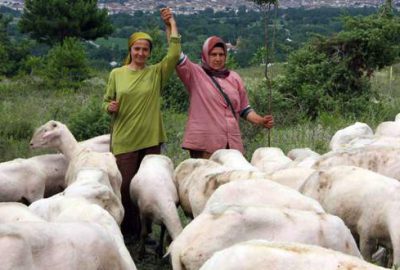 Öğretmenlikten vazgeçip çobanlığa gönül verdi