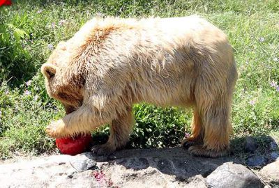 Sıcaktan bunalan ayılar, meyve dondurması ile serinliyor