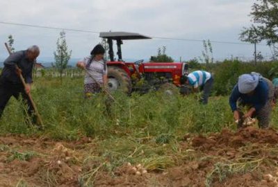 Sarımsakta düşük rekolte, yüksek fiyat beklentisi