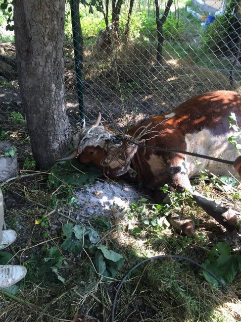 Foseptik Çukuruna Düşen İneği İtfaiye Çıkardı