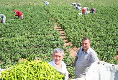 Yenişehir biberinde hasat başladı