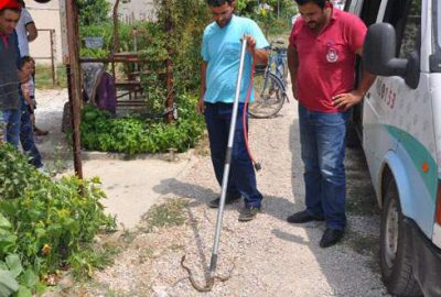 Eve giren yılan korku dolu anlar yaşattı