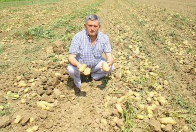 Patates üreticisi düşünceli