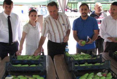 Kestel Ovası’nda armut bereketi