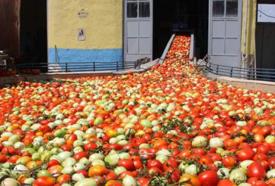 600 ton salça ihracat edilecek