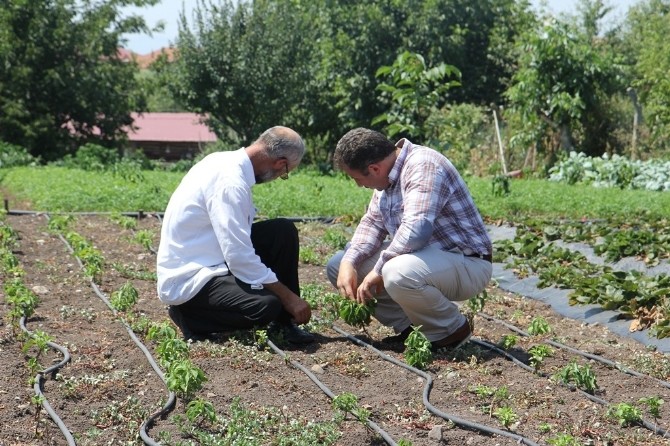 Büyükşehirden Çiftçiye Destek Devam Ediyor