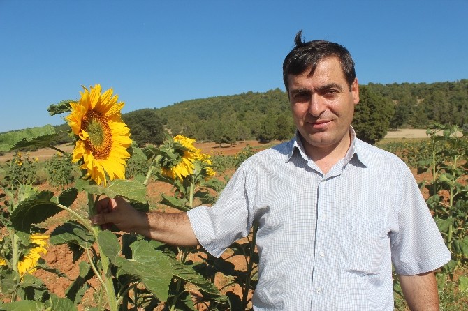 Hüyük’te Ayçiçeği Üretimine Kuş Engeli