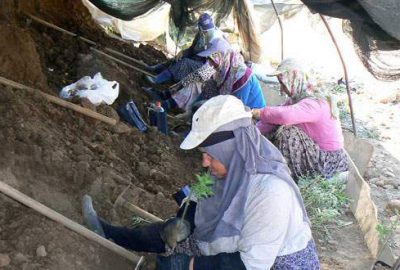 Zeytinci kadar fidancısı da üzgün