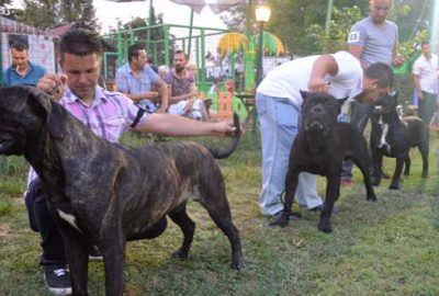 Mükemmel köpekler Bursa’da seçildi