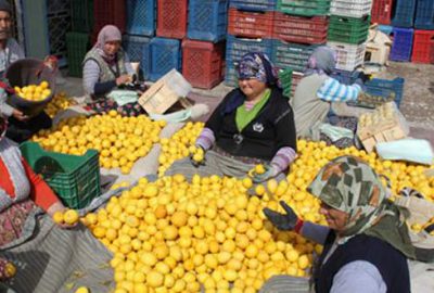 Limonda aracılar kazanıyor