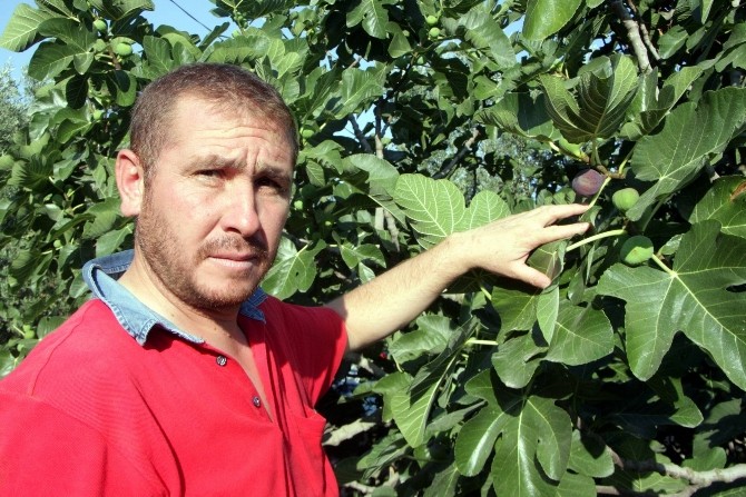 Kraliçe Meyvesini Yağmur Ve Soğuk Hava Vurdu