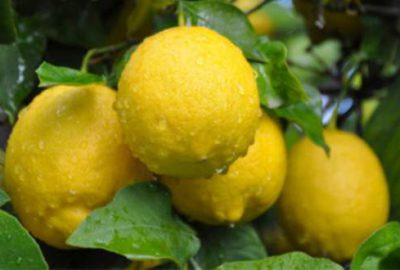 Limonda rekolte düştü, fiyat uçtu