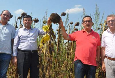 Ayçiçeği yüzleri güldürdü