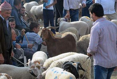 İnegöl’de kurbanlık hazırlığı