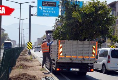 Yol kenarına 400 ağaç dikildi