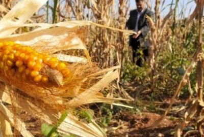 Çukurova çiftçisi buğdayın yerine onu tercih ediyor