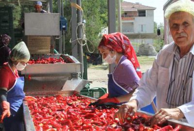 Hollanda’ya ihracat tam gaz sürüyor