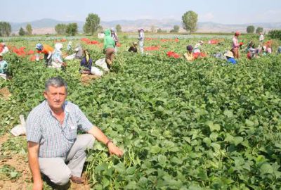 Yenişehirli çiftçi kazançtan memnun