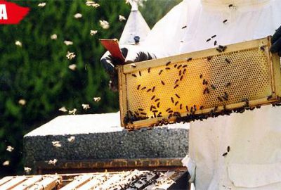 Arı ölümleri devam ederse büyük sıkıntı yaşanacak