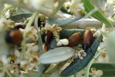 Üreticiye zeytin güvesi şoku