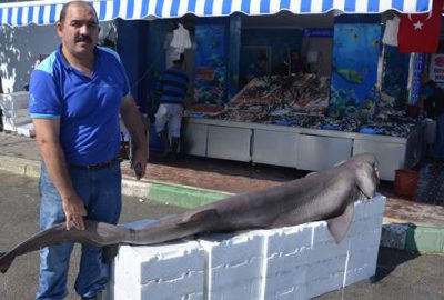 Mudanya’da köpekbalığı yakalandı