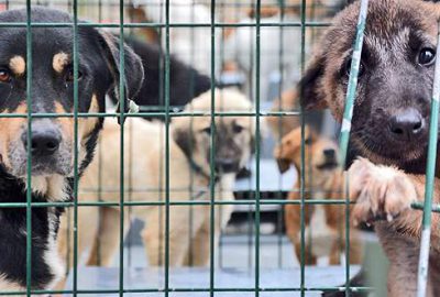 Barınaktaki sakat köpeklere yoğun ilgi