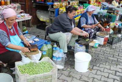 Tirilye’de yeşil zeytin zamanı