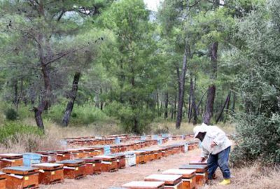 Çam ormanı yandı bal azaldı