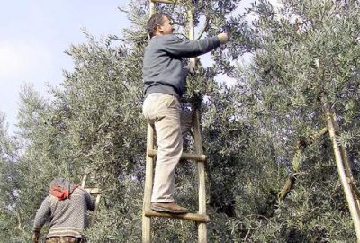 Orhangazili zeytinci yağmura sevindi