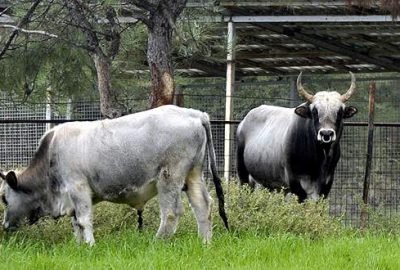 Bursa’da klon sığırlar çoğalıyor