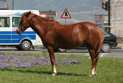 Otlamaya bıraktığı atı çalındı