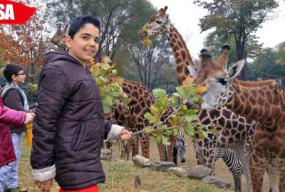 Çocuklar zürafaları elleriyle besledi