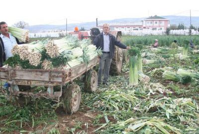 Yenişehirli çiftçinin yağmur sevinci