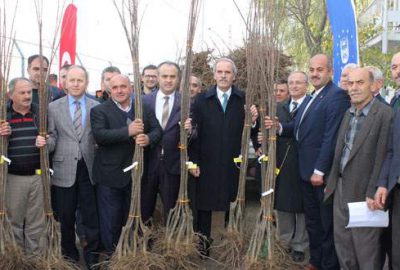 Büyükşehir’den kestane fidanı