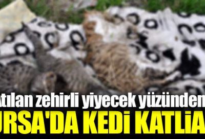 Bursa’da kedi katliamı