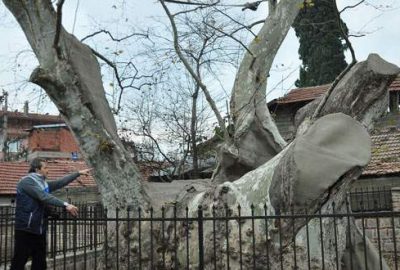 Tarihi çınar tedavi bekliyor