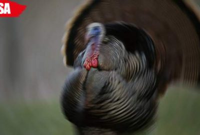 Yılbaşı öncesi hindilerini çaldılar!