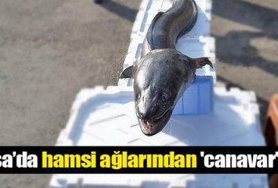 Hamsi ağlarından ‘canavar’ çıktı