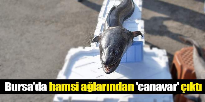 Hamsi ağlarından ‘canavar’ çıktı