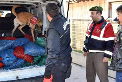 Narkotik köpeklerinin aradığı bu defa uyuşturucu değildi