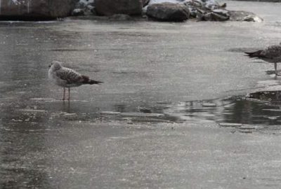 Kar üzerinde ayılara balık ziyafeti