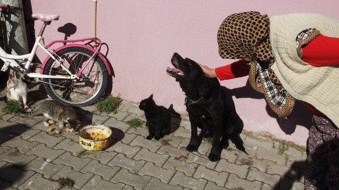 Havran’da Köpek İle Kedilerin Dostluğu Hayran Bıraktı